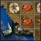 Click here & Play to Big Kahuna Reef the online game !