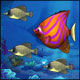 Click here & Play to Feeding Frenzy the online game !