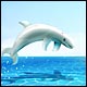 Click here & Play to Safari Island the online game !